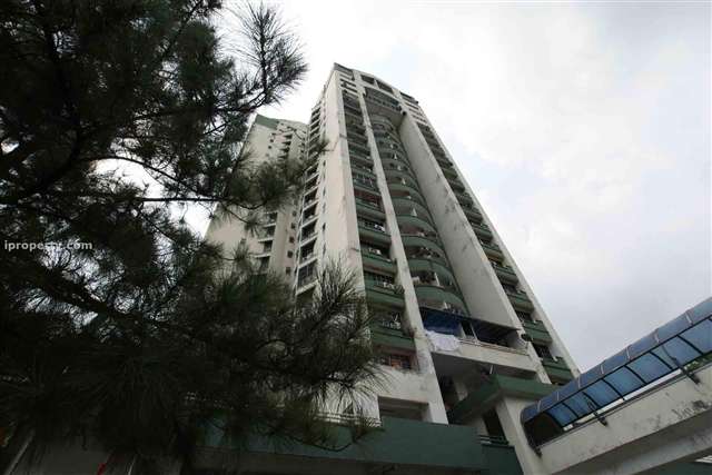 The Pines
