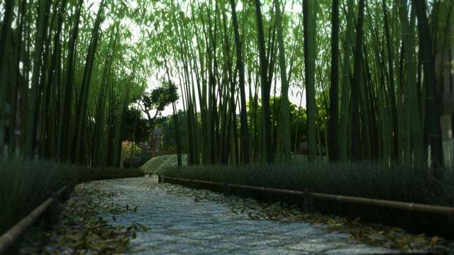 Bamboo Groove