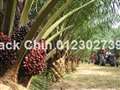 Sungai Siput