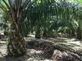 Palm Oil Plantation, Sungai Siput, Kuala Kangsar, Sungai Siput