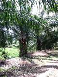 ipoh,kuala kangsar,chemor, Sungai Siput