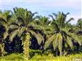 Oil Palm Plantation, Gua Musang
