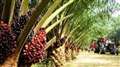Oil Palm Plantation, Gua Musang