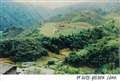 CAMERON HIGHLANDS, RINGLET, Cameron Highlands
