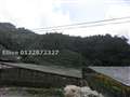 Bt 33 Ringlet, Cameron Highlands