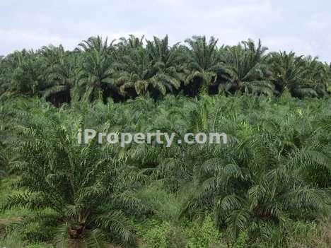 Agriculture Land