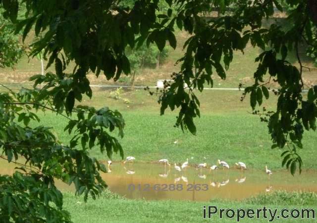 Storks And Pond