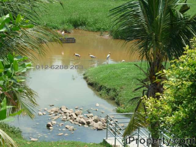 Storks And Pond