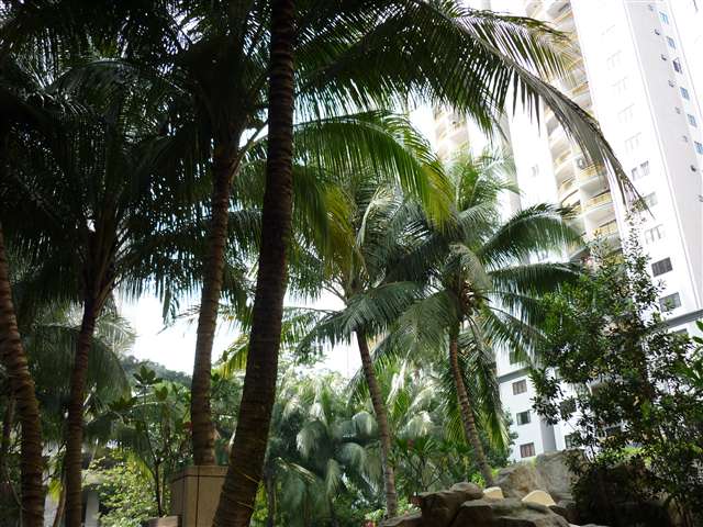 Lovely Palm Trees at SP1