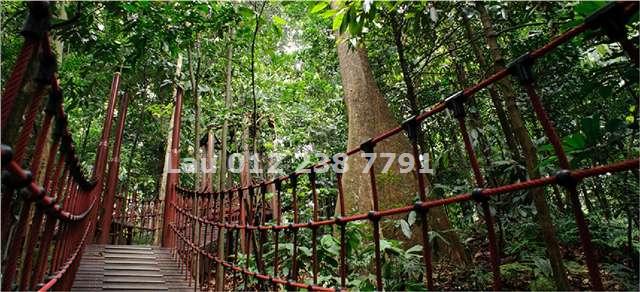 greenery surrounding