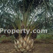 Avin lim 012-2266256