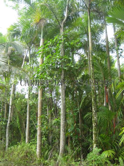 Some of the land planted Red Palm
