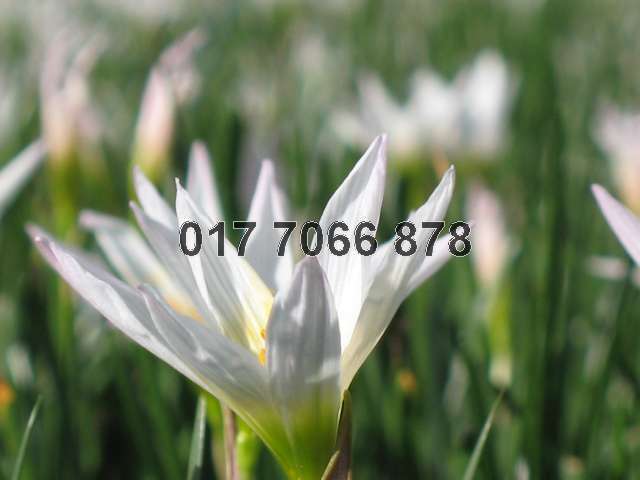 Desa Idaman Residences