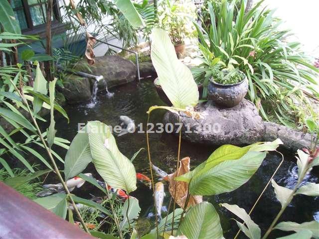 Koi Pond