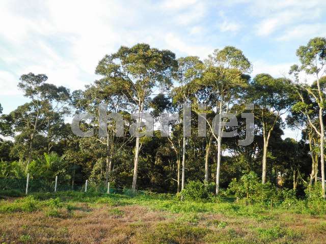 Durian Trees