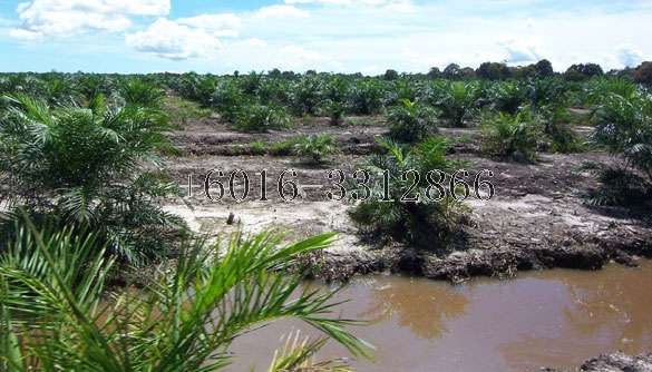 Agricultural land, Raub