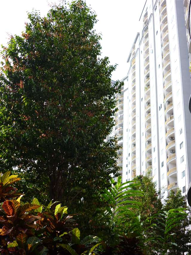 Lush greenery