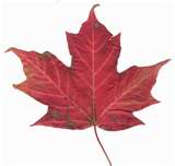Maple Realty